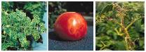 Определение заражённости томатов и картофеля вирусными заболеваниями методом ПЦР-анализа
