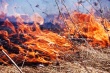 За выжигание растительности гражданам грозит штраф от 20 тысяч рублей